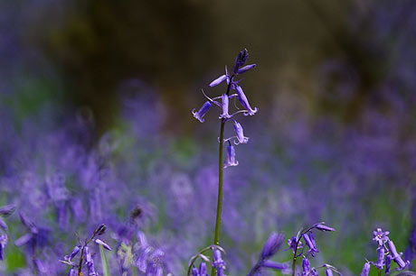 bluebells taken using a mirror lens