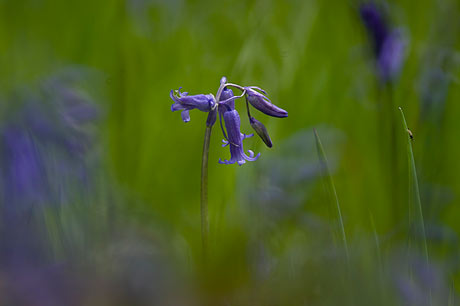 bluebells taken using a mirror lens