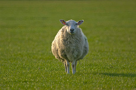 sheep taken using a mirror lens sheep taken using a mirror lens