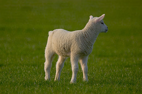 sheep taken using a mirror lens