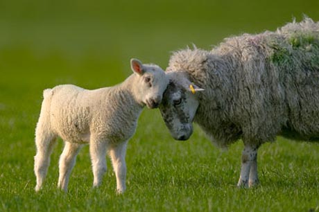 sheep with lamb taken using a mirror lens sheep with lamb taken using a mirror lens