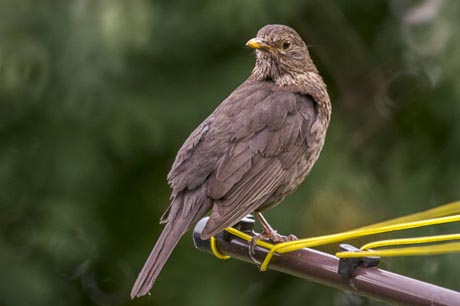 photo of thrush bird taken with mirror lens photo of thrush bird taken with mirror lens